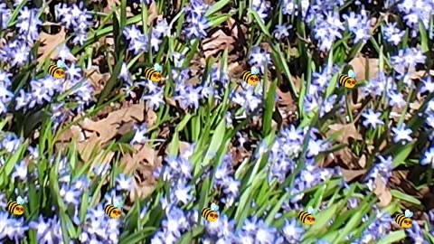 Bee Bonanza on the Kennedy Greenway ScottD317