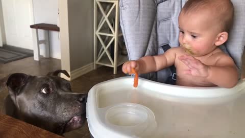 Dog and Baby fight over the last fry