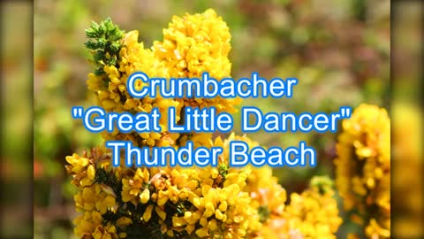 Crumbacher - Great Little Dancer #371
