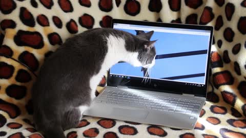 Funny Cat and Bird on computer