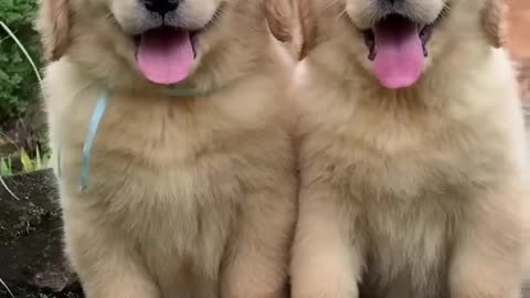 Golden retriever puppies !🤗