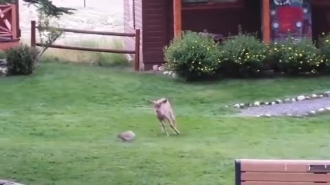 Bunny Rabbit and Deer Playing together in the Garden