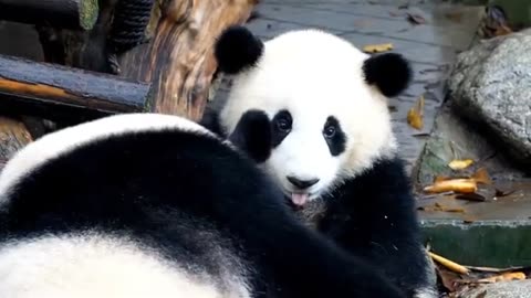 Beautifull Panda