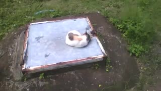 Cat is filmed curled up sleeping peacefully, on the top of a lid in the water [Nature & Animals]