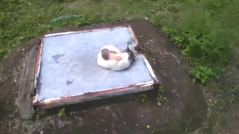 Cat is filmed curled up sleeping peacefully, on the top of a lid in the water [Nature & Animals]