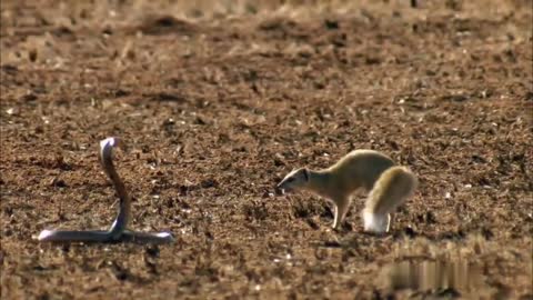 Cobra Vs. mongoose