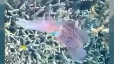 Ocean Life Video Sample/ Beautifull Of The Ocean/ Aqua Life/ Fishers/ Turtle/ Water Creatures .
