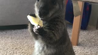 Young Wallaby Munches on A Potato Chip