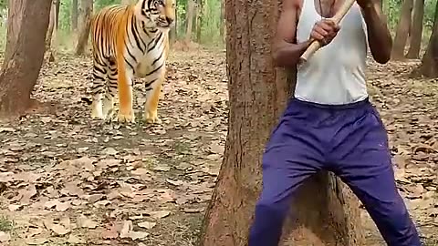 royal bengal tiger#tiger