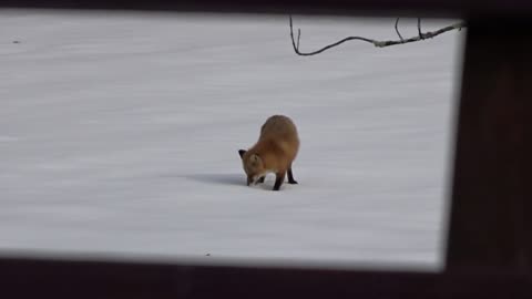 Wild fox hunting for shrews pounces through the snow