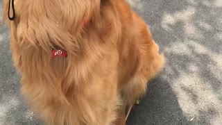 Happy Dog Wears His Helmet