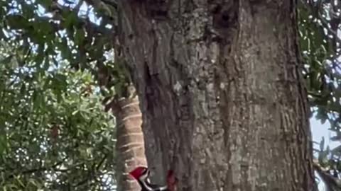 Woodpecker vs Squirrel