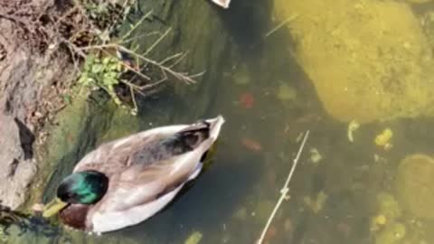 Sunbathing Ducks