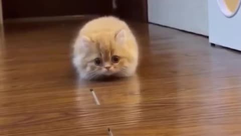 Cute Kittens Doing Funny Things _ #shorts #shortvideo