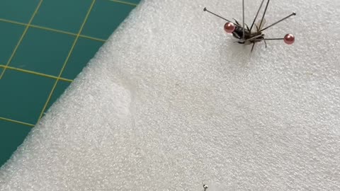 Preserving a dead Bullet Ant @taxidermist @entomology @ethical @naturalwon_Full-HD