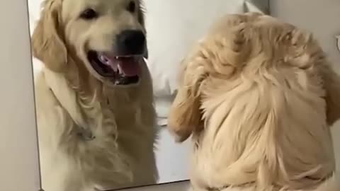 Watch my funny dog ​​looking at himself (very funny)