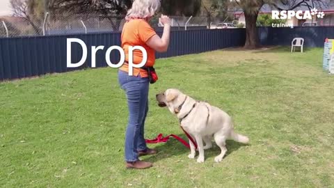 RSPCA DOG TRAINING SERIES – Lesson 1: how to teach your dog to sit and drop