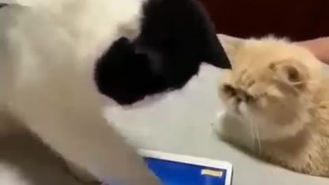 Stupid Cat catching fish in tablet