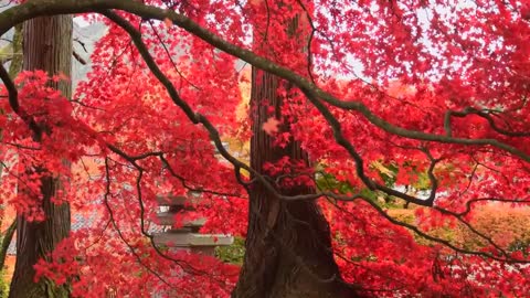 beautiful video red leaves in aufumn