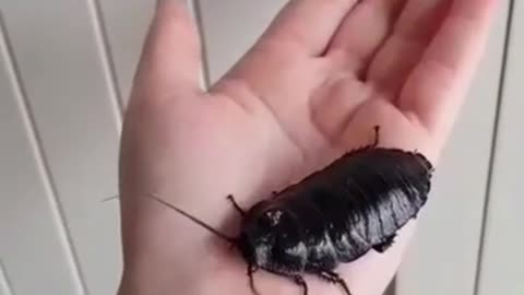 This woman has pet bugs instead of normal pets!