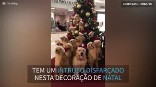 Árvore de Natal decorada com cães esconde um segredo