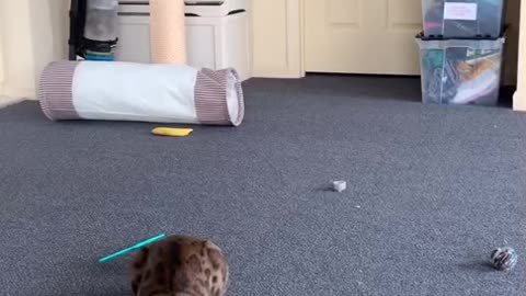 Bengal Cat Does Crazy Flip For Toy