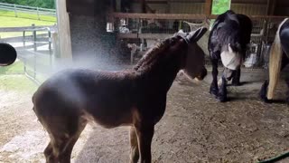 Adorable foal loves being sprayed down with hose