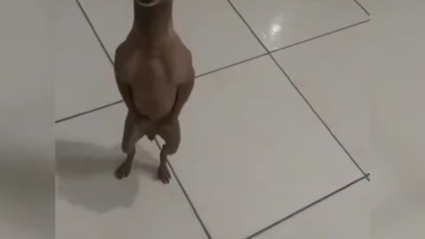 funny little dog dancing