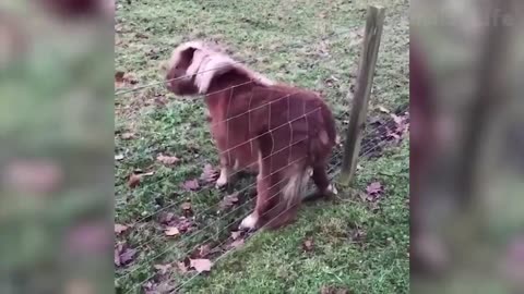 Funny Animals 🐼🤣 - Life of funny domestic and wild animals.