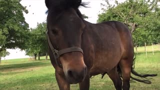 The flies bother the horse (Slow Motion)