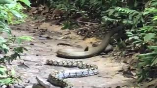 King Cobra Doesn't Waste Time Attacking Python