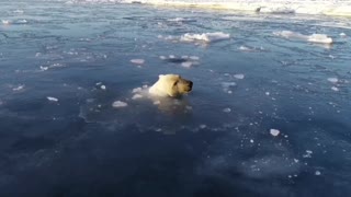 Beautiful polar bears