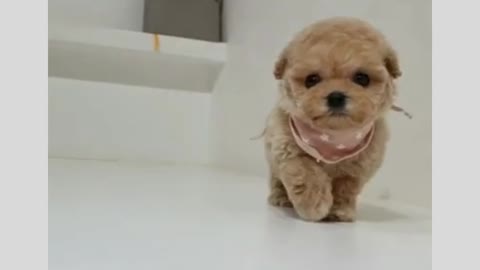 Rumble / Teacup Puppy - cutest teacup puppy