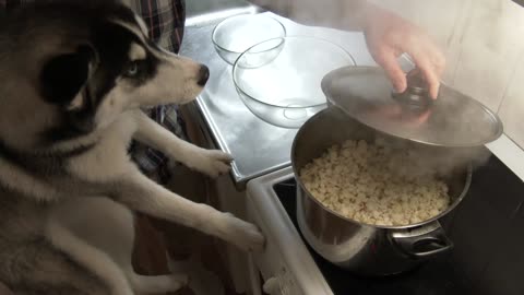 Siberian Husky absolutely obsessed with popcorn