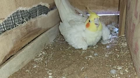 Cockatiel eggs | Cockatiel breeding setup | Cockatiel Egg Hatching