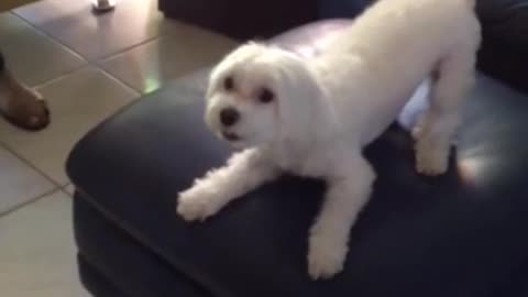 White dog falling from couch