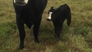 Cow brings her baby over to show it off to owner