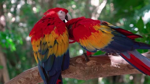 Wild animals bird funny Parrot birds
