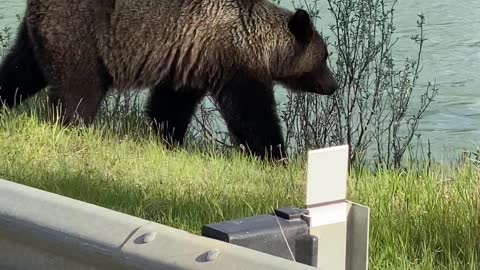 Large Grizzly Calmly Crosses Bridge