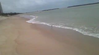 The white heron takes advantage of the beach to refresh its feet, that's life! [Nature & Animals]