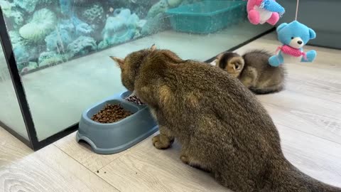 he kitten calls his mother cat to wash him and is jealous of his brothers