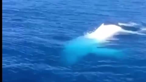 Pure white whale