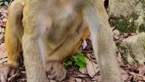 watch the reaction and face expression of the monkey.