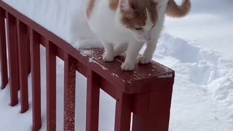 Funny video cat.Catfail