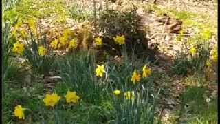 Daffodils