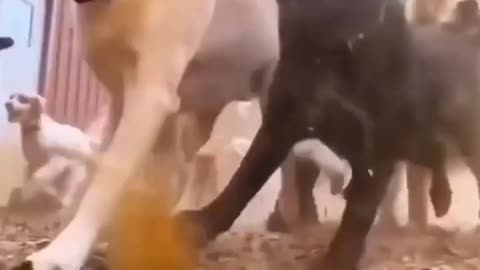 Great war dog vs/ monkey