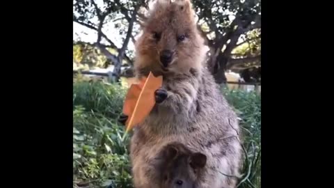 Funny Animals: The Finest Funny Animal Videos of 2020