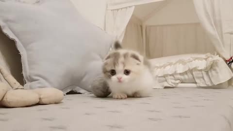 Very small and cute cat playing with Ball