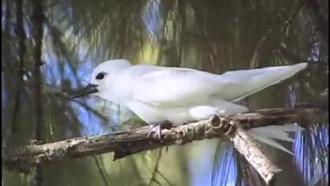 White Tern, Midway Island,