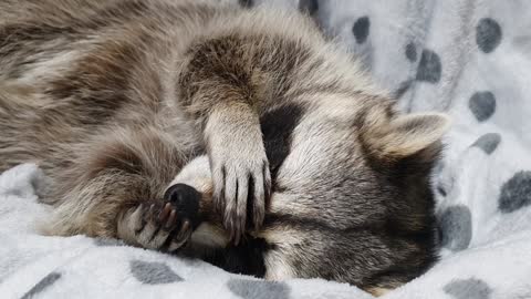 Raccoon scrubs his nose hard before going to bed.